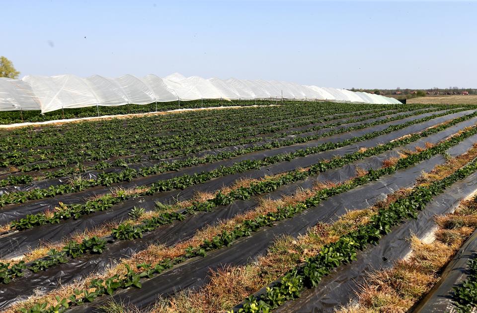 Fotografija: Željko Lukunić/PIXSELL opg gajski 2